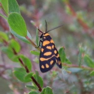 Asura lydia at Tallong, NSW - 31 Jan 2024