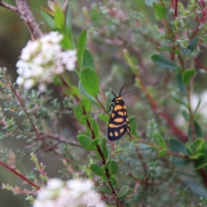 Asura lydia at Tallong, NSW - 31 Jan 2024