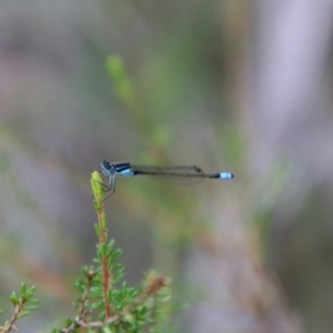 Ischnura heterosticta at Tallong, NSW - suppressed