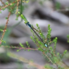 Ischnura heterosticta at Tallong, NSW - suppressed