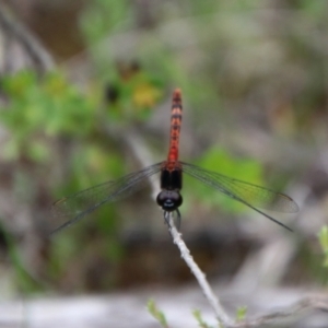 Diplacodes melanopsis at Tallong, NSW - 31 Jan 2024