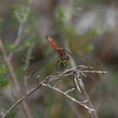 Diplacodes melanopsis at Tallong, NSW - 31 Jan 2024