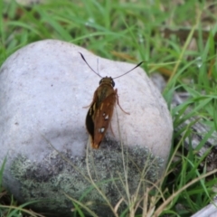 Trapezites symmomus (Splendid Ochre) at Tallong, NSW - 31 Jan 2024 by Csteele4