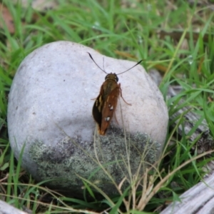 Trapezites symmomus at Tallong, NSW - 31 Jan 2024