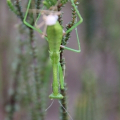 Orthodera ministralis (Green Mantid) at Tallong, NSW - 31 Jan 2024 by Csteele4