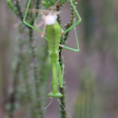 Orthodera ministralis (Green Mantid) at Goulburn Mulwaree Council - 31 Jan 2024 by Csteele4