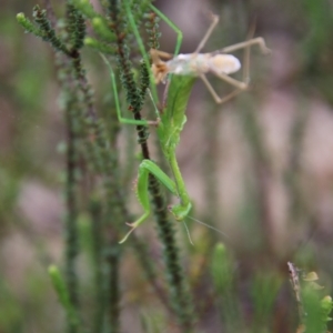 Orthodera ministralis at Tallong, NSW - 31 Jan 2024