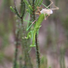 Orthodera ministralis at Tallong, NSW - 31 Jan 2024