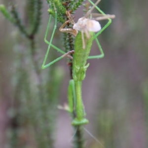 Orthodera ministralis at Tallong, NSW - 31 Jan 2024