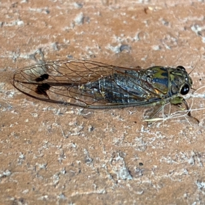 Galanga labeculata (Double-spotted cicada) at QPRC LGA - 30 Jan 2024 by SteveBorkowskis