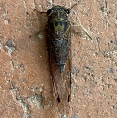 Galanga labeculata at QPRC LGA - suppressed