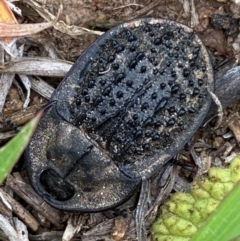 Helea ovata (Pie-dish beetle) at Molonglo River Reserve - 30 Jan 2024 by SteveBorkowskis