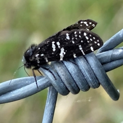 Psychanisa baliodes (A Case moth) at Molonglo River Reserve - 31 Jan 2024 by SteveBorkowskis