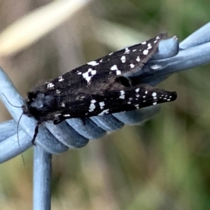 Psychanisa baliodes at Kama - 31 Jan 2024