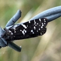 Psychanisa baliodes at Kama - 31 Jan 2024