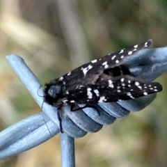 Psychanisa baliodes at Kama - 31 Jan 2024