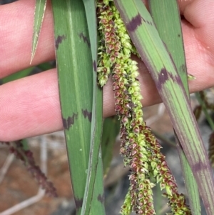 Echinochloa colona at suppressed - suppressed