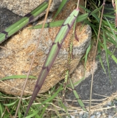 Echinochloa colona at suppressed - suppressed