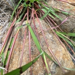 Echinochloa colona at suppressed - suppressed