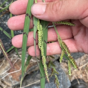 Echinochloa colona at suppressed - suppressed