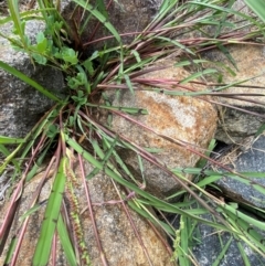 Echinochloa colona at suppressed - suppressed