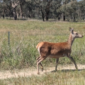 Cervus elaphus at Jeir, NSW - 31 Jan 2024