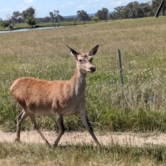 Cervus elaphus at Jeir, NSW - 31 Jan 2024