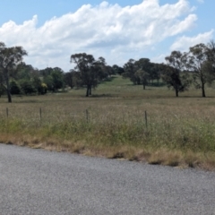 Cervus elaphus at Jeir, NSW - suppressed