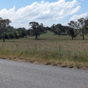 Cervus elaphus at Jeir, NSW - 31 Jan 2024