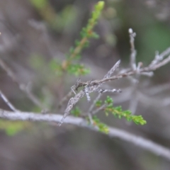 Heide sp. (genus) at Tallong, NSW - 31 Jan 2024