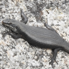 Egernia saxatilis (Black Rock Skink) at Namadgi National Park - 30 Jan 2024 by JohnBundock