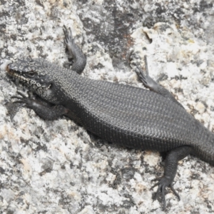 Egernia saxatilis at Namadgi National Park - 31 Jan 2024