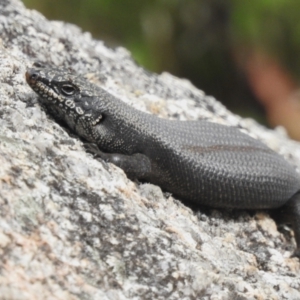 Egernia saxatilis at Namadgi National Park - 31 Jan 2024 10:28 AM