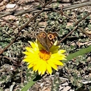 Junonia villida at Aranda, ACT - 31 Jan 2024 02:29 PM