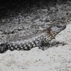 Egernia cunninghami (Cunningham's Skink) at Tharwa, ACT - 30 Jan 2024 by JohnBundock