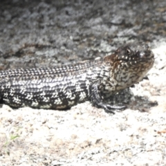 Egernia cunninghami at Namadgi National Park - 31 Jan 2024 10:46 AM