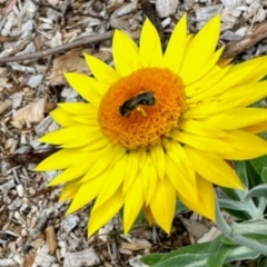 Lasioglossum (Chilalictus) sp. (genus & subgenus) (Halictid bee) at Aranda, ACT - 31 Jan 2024 by KMcCue