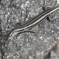 Pseudemoia spenceri (Spencer's Skink) at Tharwa, ACT - 31 Jan 2024 by JohnBundock