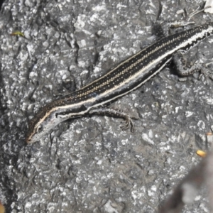 Pseudemoia spenceri at Namadgi National Park - 31 Jan 2024 11:00 AM