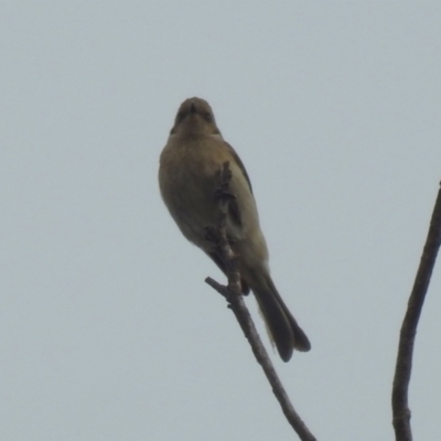 Ptilotula fusca (Fuscous Honeyeater) at Fyshwick, ACT - 31 Jan 2024 by RodDeb