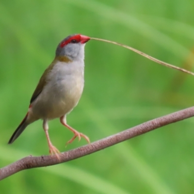 Neochmia temporalis (Red-browed Finch) at Fyshwick, ACT - 31 Jan 2024 by RodDeb