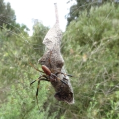 Unidentified Orb-weaving spider (several families) at Sth Tablelands Ecosystem Park - 31 Jan 2024 by AndyRussell