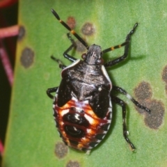 Oechalia schellenbergii (Spined Predatory Shield Bug) at Theodore, ACT - 24 Jan 2024 by Harrisi
