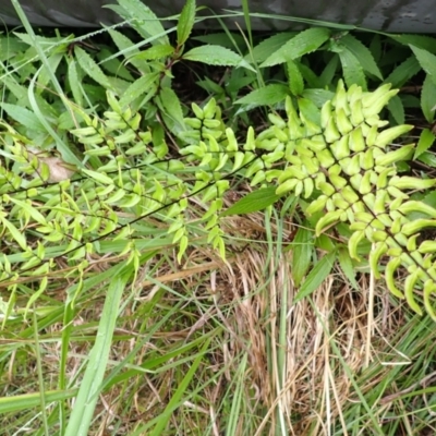 Pellaea viridis (Green Cliff Brake) at North Nowra, NSW - 30 Jan 2024 by plants