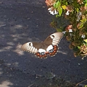 Papilio aegeus at Cook, ACT - 31 Jan 2024