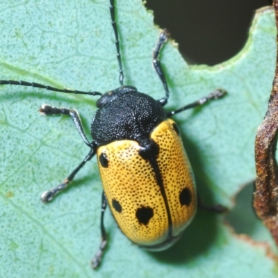 Cadmus (Cadmus) litigiosus (Leaf beetle) at Namadgi National Park - 30 Jan 2024 by Harrisi