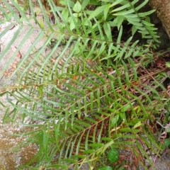 Pteris vittata (Chinese Brake, Ladder Brake) at North Nowra, NSW - 30 Jan 2024 by plants