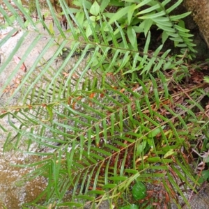 Pteris vittata at suppressed - suppressed