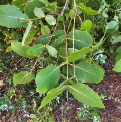 Eucalyptus neglecta at Molonglo River Reserve - 31 Jan 2024