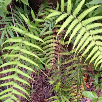 Christella dentata (Binung) at North Nowra, NSW - 30 Jan 2024 by plants